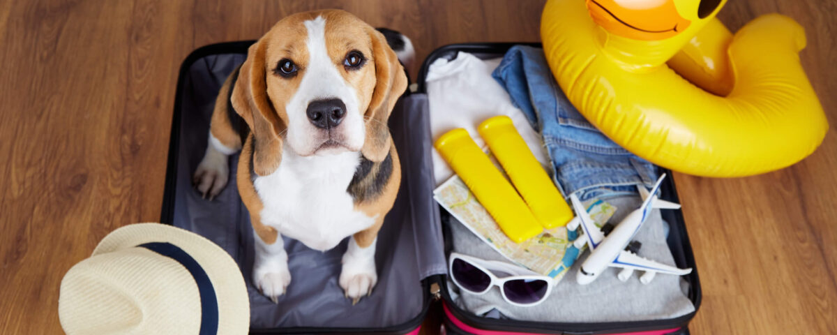 como viajar con mi mascota en tours