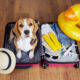 como viajar con mi mascota en tours