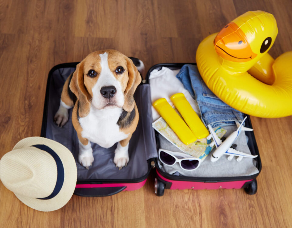 como viajar con mi mascota en tours